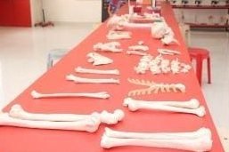Long bones