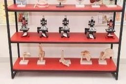 Microscopes & skeletal models